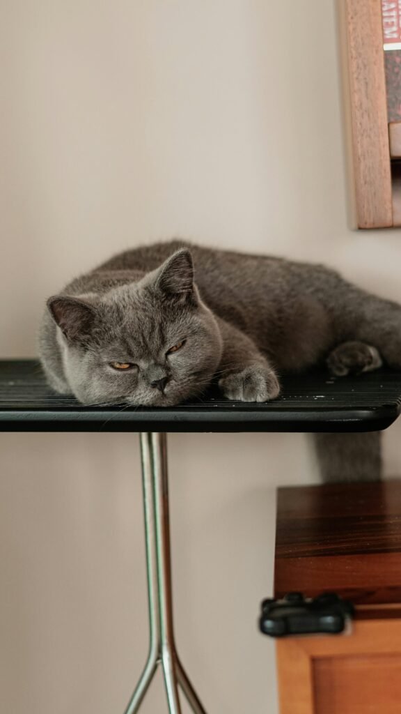 Akıllı Evcil Hayvan Ürünleri: Patili Dostlarınız İçin En İyi Teknolojiler ve Bakım Çözümleri (Kapsamlı Rehber) Pexels Duygugungor 17318050 576x1024